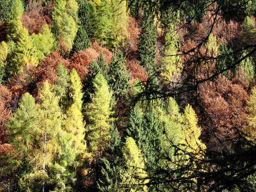 Pont, Col di Pra - Valle San Lucano, Dolomiti