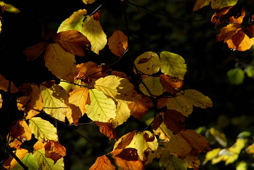 Col di Pra, Val San Lucano, Taibon Agordino