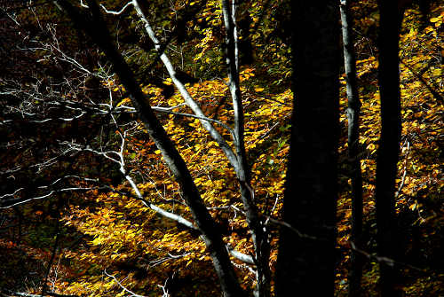 Col di Pra, Val San Lucano, Taibon Agordino