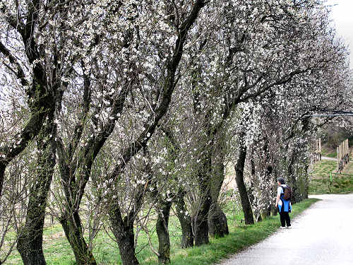 Arquà Petrarca, Valle San Giorgio, Monte Fasolo e Colli Euganei