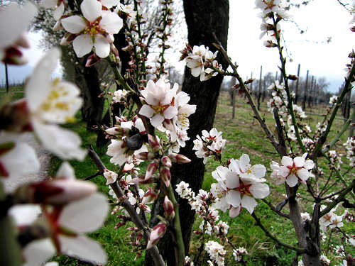 Arquà Petrarca, Valle San Giorgio, Monte Fasolo e Colli Euganei