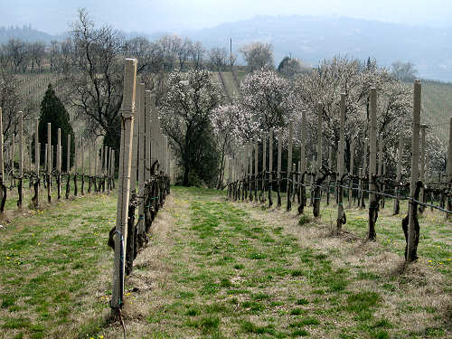 Arquà Petrarca, Valle San Giorgio, Monte Fasolo e Colli Euganei