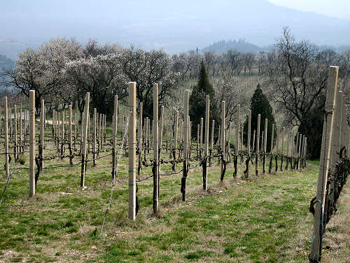 Arquà Petrarca, Valle San Giorgio, Monte Fasolo e Colli Euganei