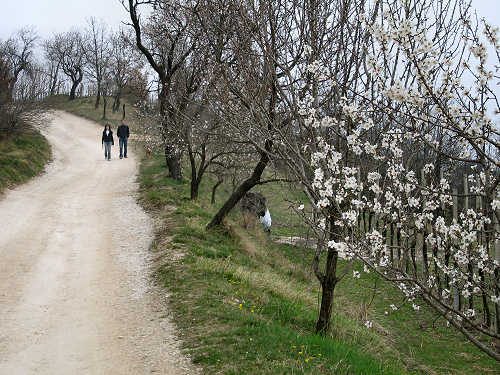 Arquà Petrarca, Valle San Giorgio, Monte Fasolo e Colli Euganei