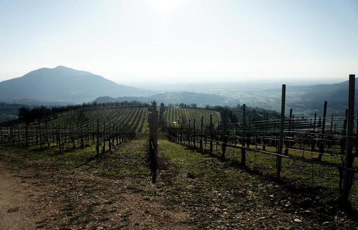 Sentiero Atestino nei Colli Euganei, Arquà Petrarca, Mottolone Valle di Sopra villa Beatrice al Gemola monte Rusta Fasolo Calto Callegaro Ventolone