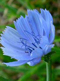 Parco Ginestre a Baone