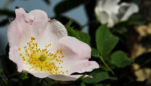 sentiero Monte Cecilia a Baone