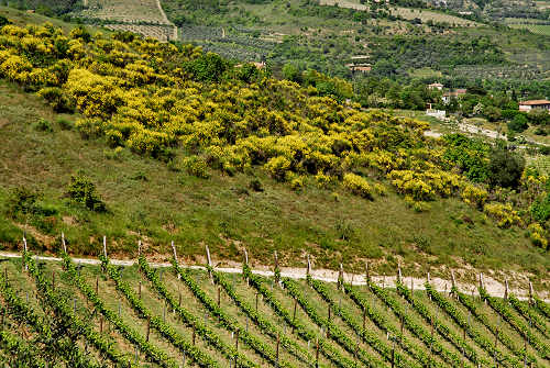 sentiero Monte Cecilia a Baone