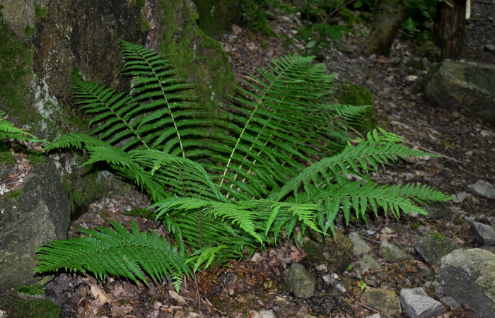 Cinto Euganeo: escursione dal museo di Cava Bomba alla cava di riolite al monte Cinto e al Buso dei Briganti