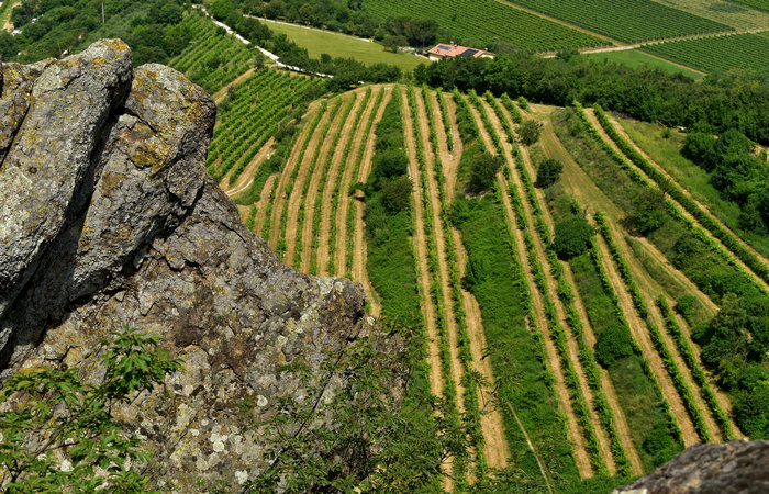 Cinto Euganeo: escursione dal museo di Cava Bomba alla cava di riolite al monte Cinto e al Buso dei Briganti