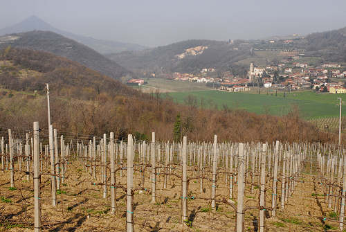 Monte Rusta, Fontanafredda Cinto Euganeo