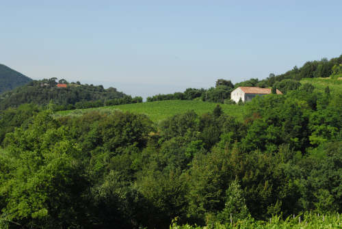 Monte Fasolo, Colli Euganei