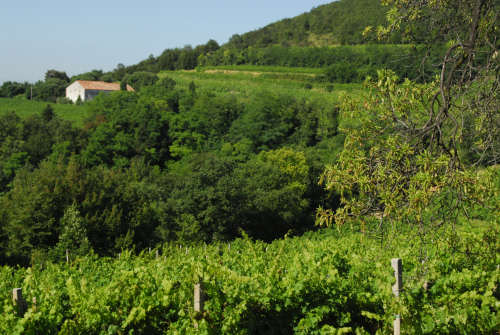 Monte Fasolo, Colli Euganei