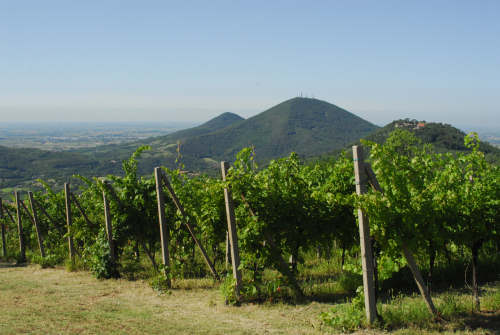 Monte Fasolo, Colli Euganei