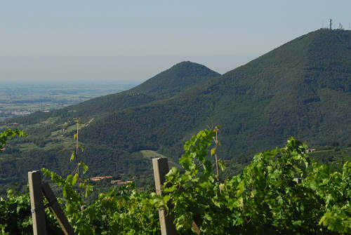 Monte Fasolo, Colli Euganei