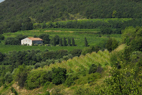 Monte Fasolo, Colli Euganei