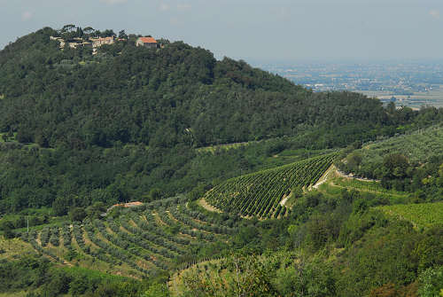 Monte Fasolo, Colli Euganei