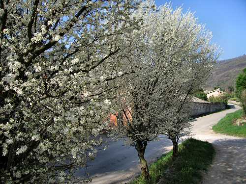Valsanzibio - Galzignano Terme - Colli Euganei - Padova