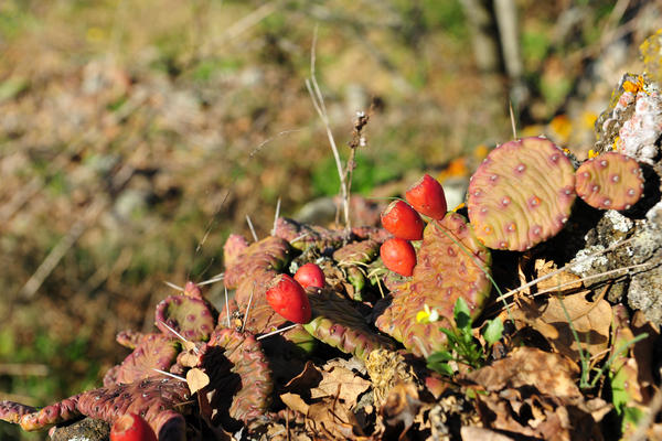 giro delle creste del monte Ceva dal Parco Cava Monte Croce a Battaglia Terme