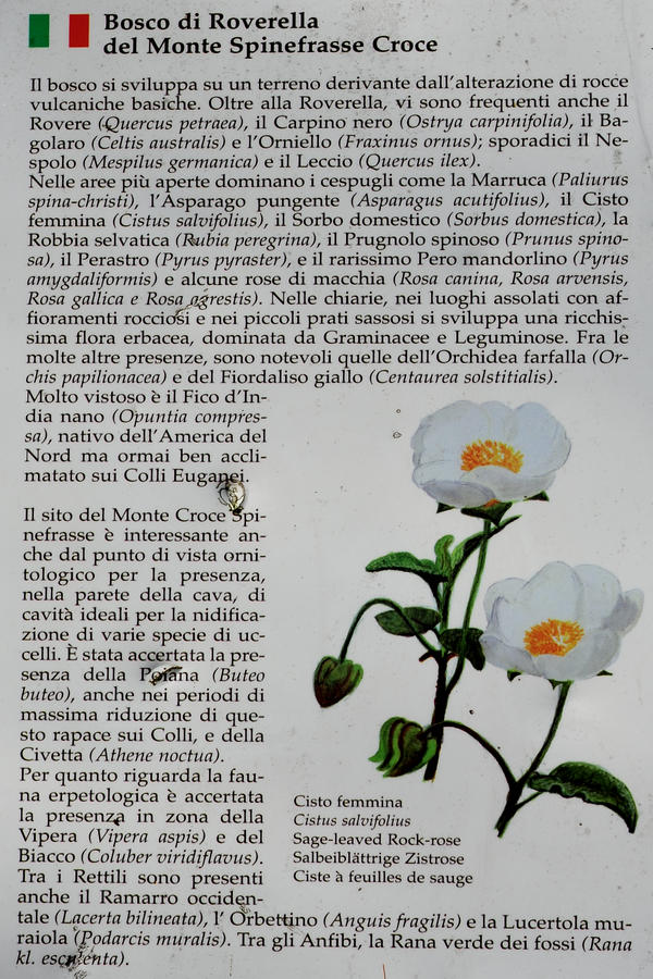 Monte Ceva da Battaglia Terme