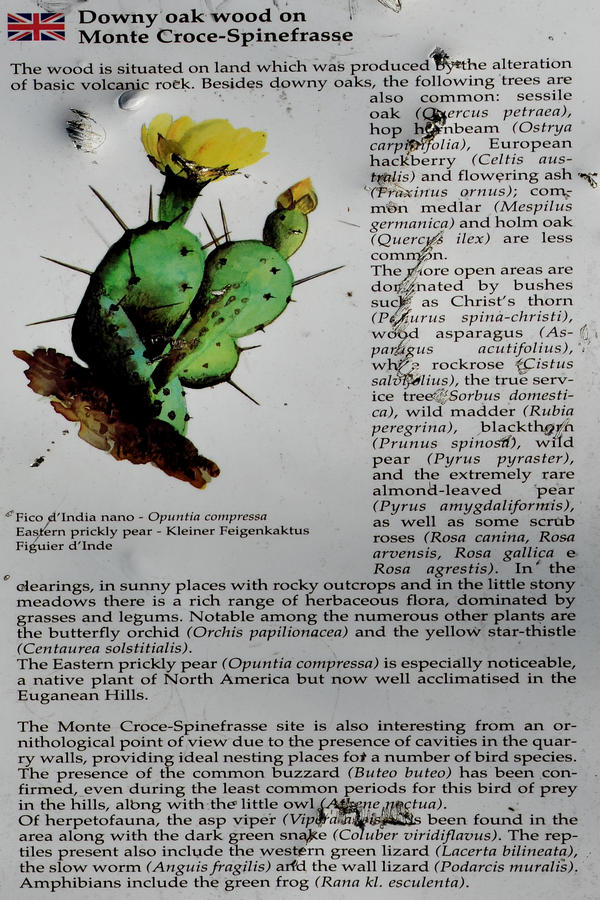 Monte Ceva da Battaglia Terme