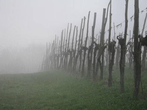 Col del Vento e Forche del Diavolo - Castelnuovo di Teolo - Colli Euganei