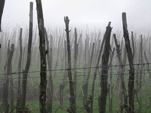 Col del Vento e Forche del Diavolo - Castelnuovo di Teolo - Colli Euganei