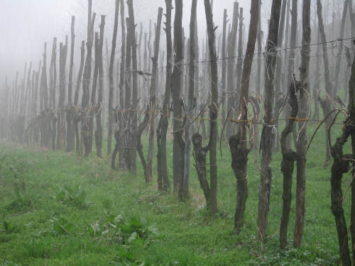 Col del Vento e Forche del Diavolo - Castelnuovo di Teolo - Colli Euganei