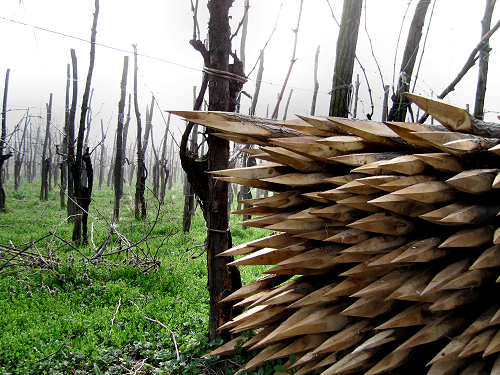 Col del Vento e Forche del Diavolo - Castelnuovo di Teolo - Colli Euganei
