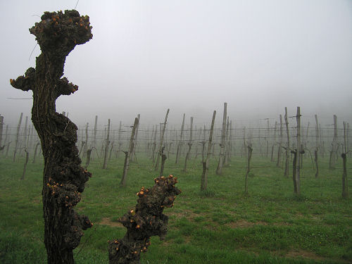 Col del Vento e Forche del Diavolo - Castelnuovo di Teolo - Colli Euganei