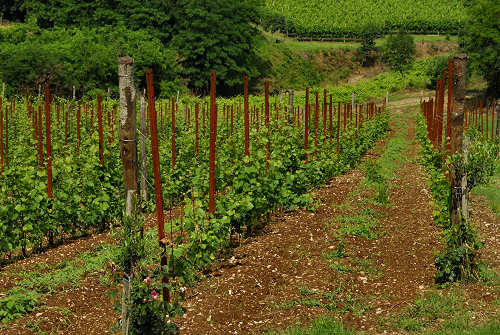 Bastia di Rovolon - Colli Euganei