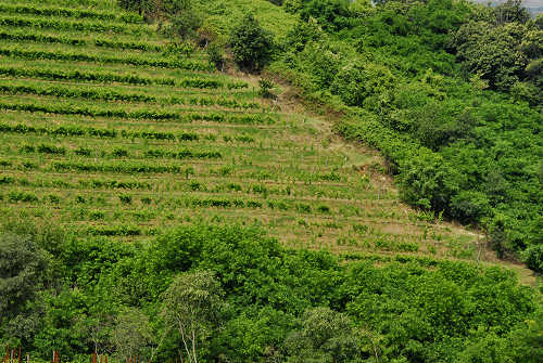 Bastia di Rovolon - Colli Euganei
