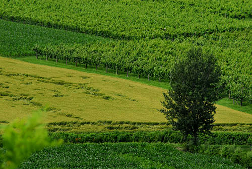 Bastia di Rovolon - Colli Euganei