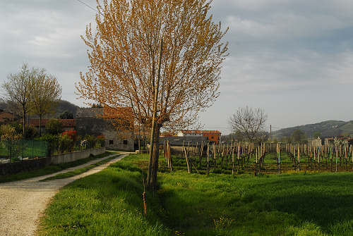 Carbonara di Rovolon - Monte Madonna, Colli Euganei