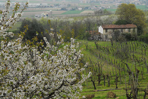 Carbonara di Rovolon - Monte Madonna, Colli Euganei