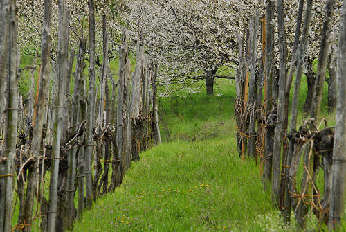 Carbonara di Rovolon - Monte Madonna, Colli Euganei