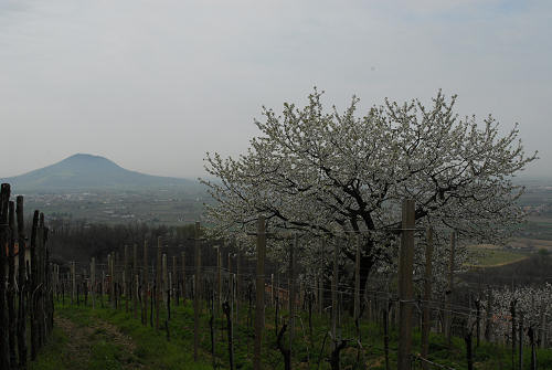 Carbonara di Rovolon - Monte Madonna, Colli Euganei