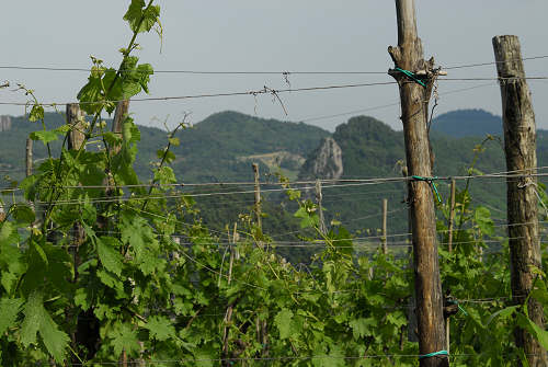 monte Altore, Teolo, Colli Euganei