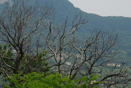 monte Altore, Teolo, Colli Euganei