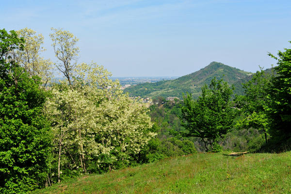 Roccolo Bonato sul Monte Rua a Torreglia, Colli Euganei