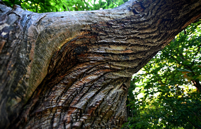 Bosco degli antichi maronari a Sottovenda nel Monte Venda, Colli Euganei