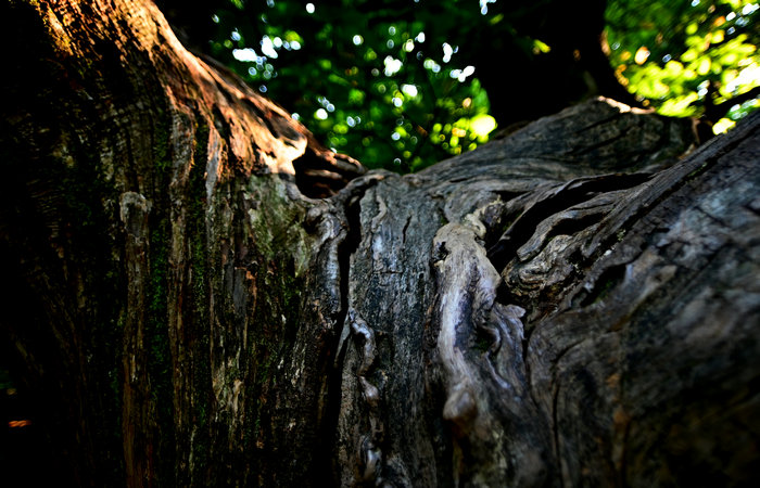 Bosco degli antichi maronari a Sottovenda nel Monte Venda, Colli Euganei