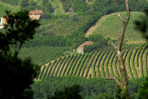 Vo Euganeo, colli euganei