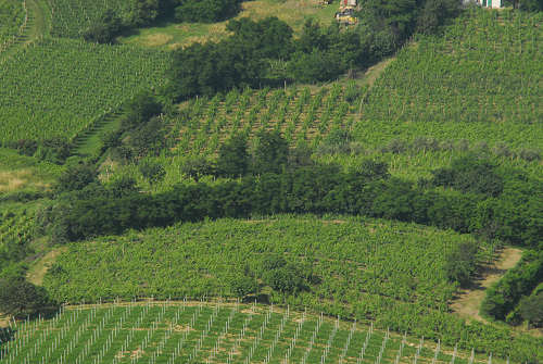 Vo Euganeo, colli euganei
