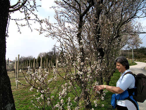 Arquà Petrarca, Valle San Giorgio, Monte Fasolo e Colli Euganei