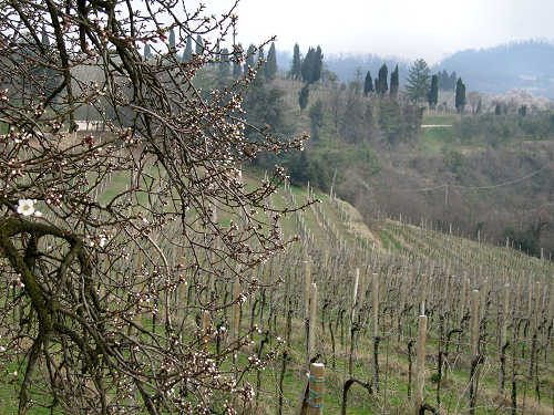 Arquà Petrarca, Valle San Giorgio, Monte Fasolo e Colli Euganei