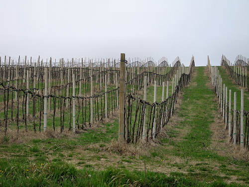 Arquà Petrarca, Valle San Giorgio, Monte Fasolo e Colli Euganei