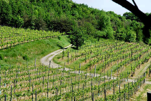 sentiero Monte Cecilia a Baone