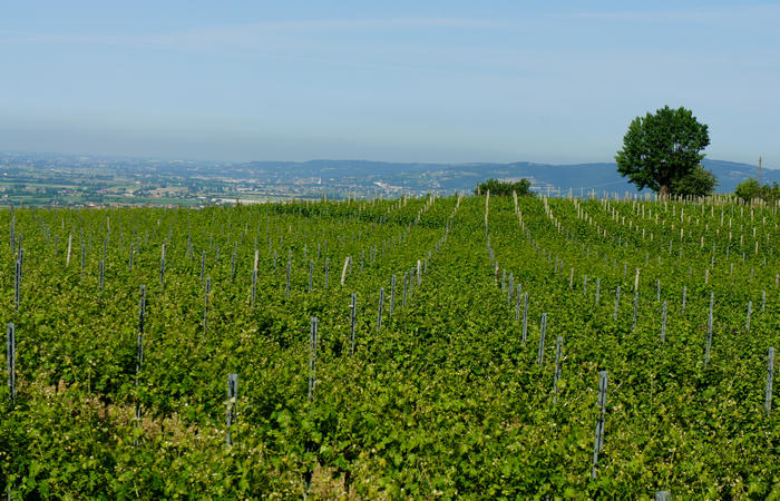 Colli Euganei, giro cicloturistico settore nord-ovest, Bastia Rovolon Bagnara Vo Carbonara