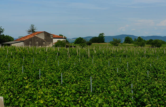 Colli Euganei, giro cicloturistico settore nord-ovest, Bastia Rovolon Bagnara Vo Carbonara